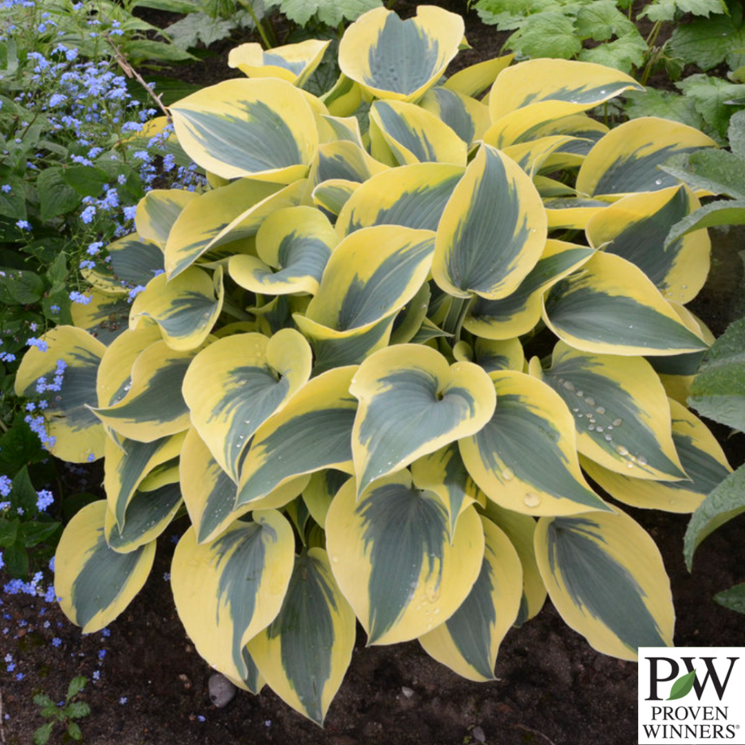 Shadowland® 'Autumn Frost' Hosta