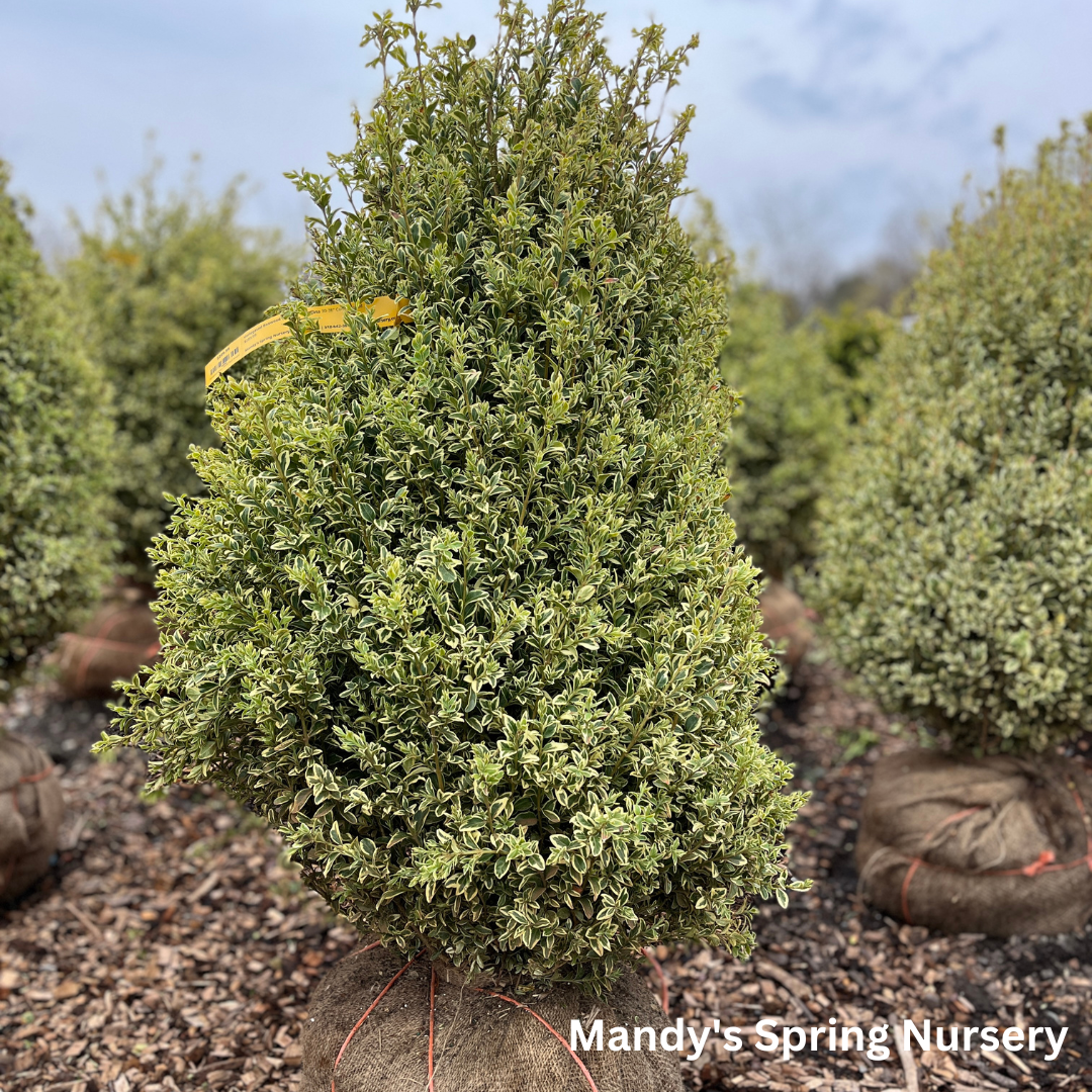 Variegated Boxwood | Buxus variegata