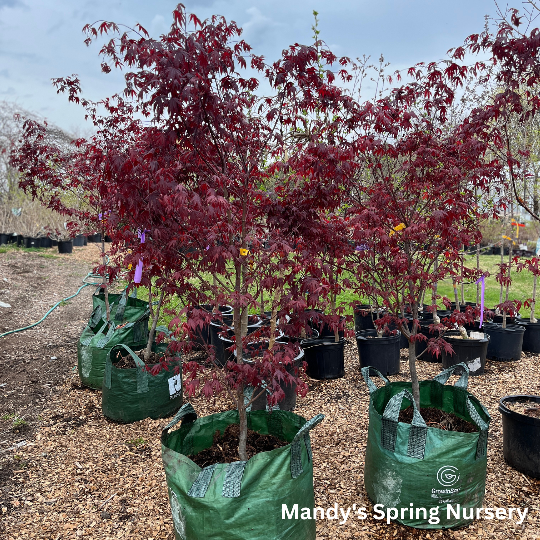 'Bloodgood' Japanese Maple | Acer Palmatum