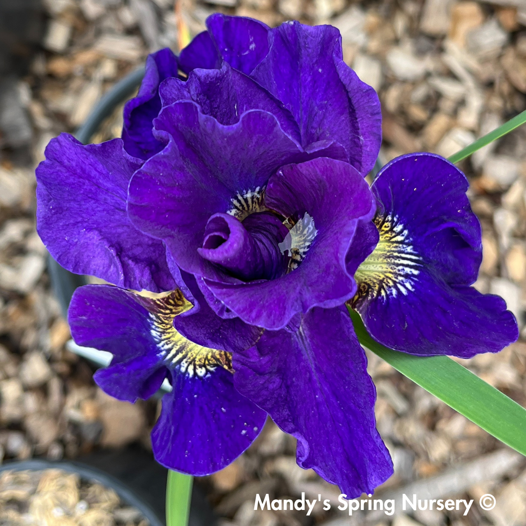 'Concord Crush' Siberian Iris | Iris siberica