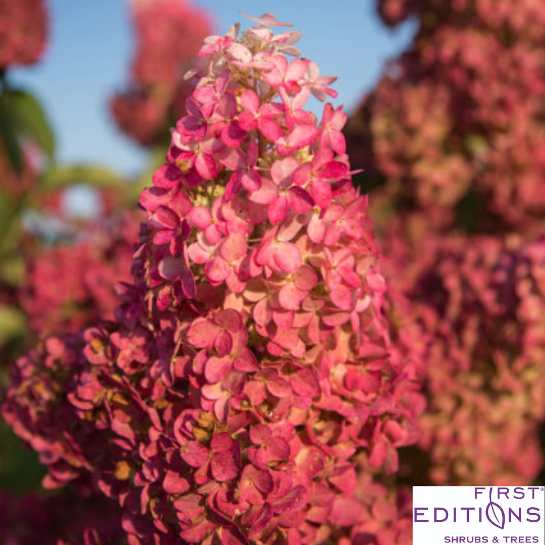 Berry White® Panicle Hydrangea | Hydrangea paniculata