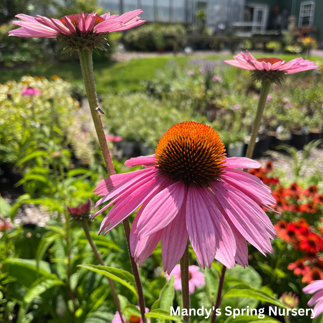 'Magnus' Coneflower | Echinacea purpurea 'Magnus'