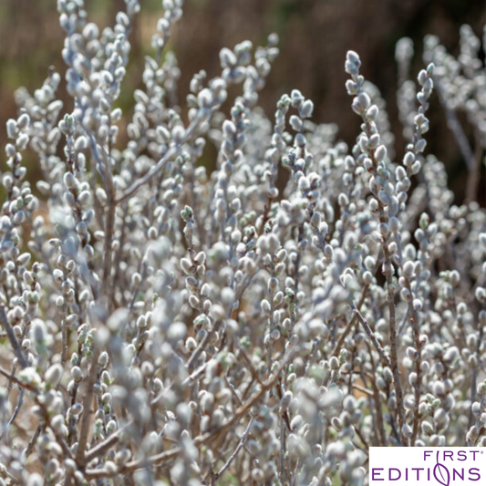 Iceberg Alley Sageleaf Willow | Salix candida