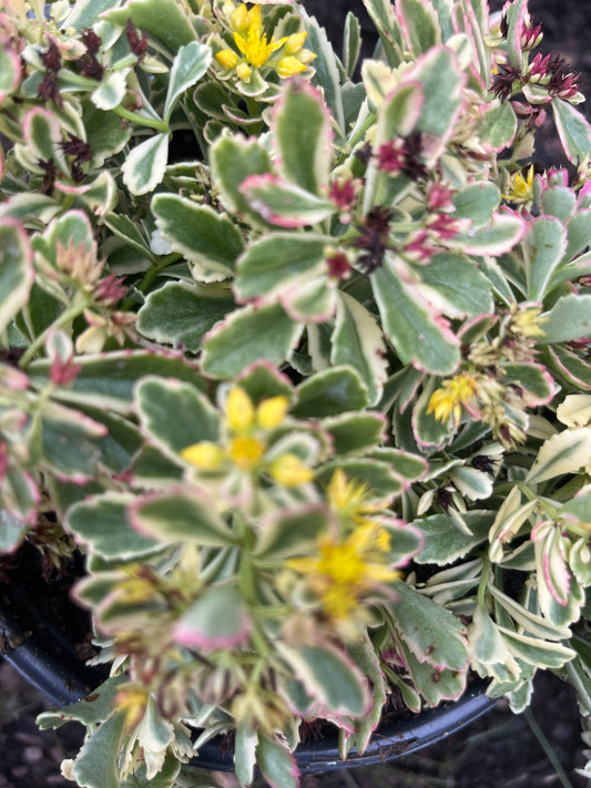 Rock 'N Low® 'Boogie Woogie' Stonecrop | Sedum hybrid