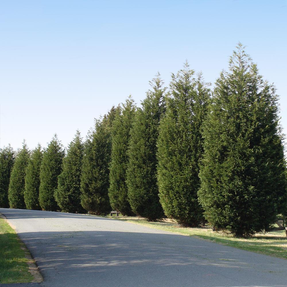 Techny Arborvitae | Thuja occidentalis 'Techny'
