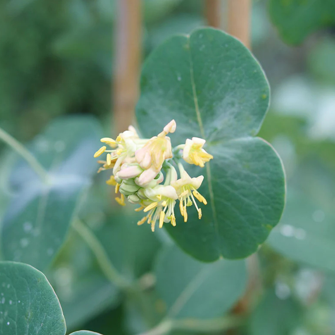 Kintzley's Ghost® Honeysuckle | Lonicera reticulata