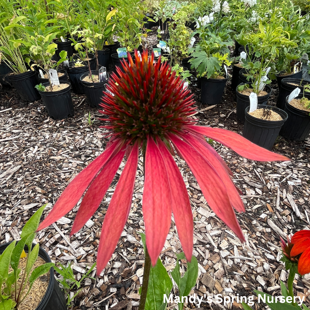 'Cheyenne Spirit' Coneflower | Echinacea