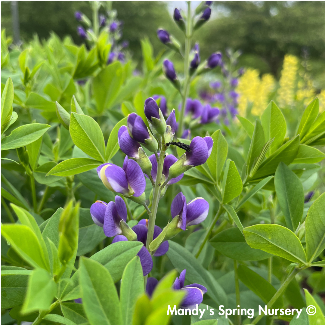 Blueberry Sundae False Indigo | Baptisia 'Blueberry Sundae'