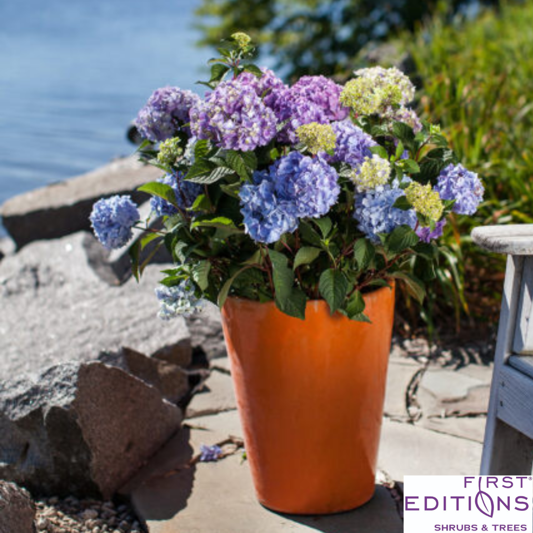 BloomStruck Reblooming Bigleaf Endless Summer® Hydrangea | Hydrangea macrophylla