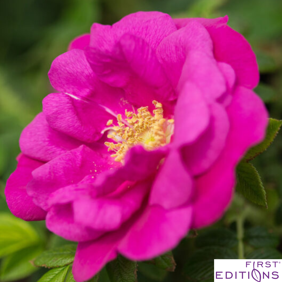 Lotty's Love Rugosa Rose | Rosa rugosa