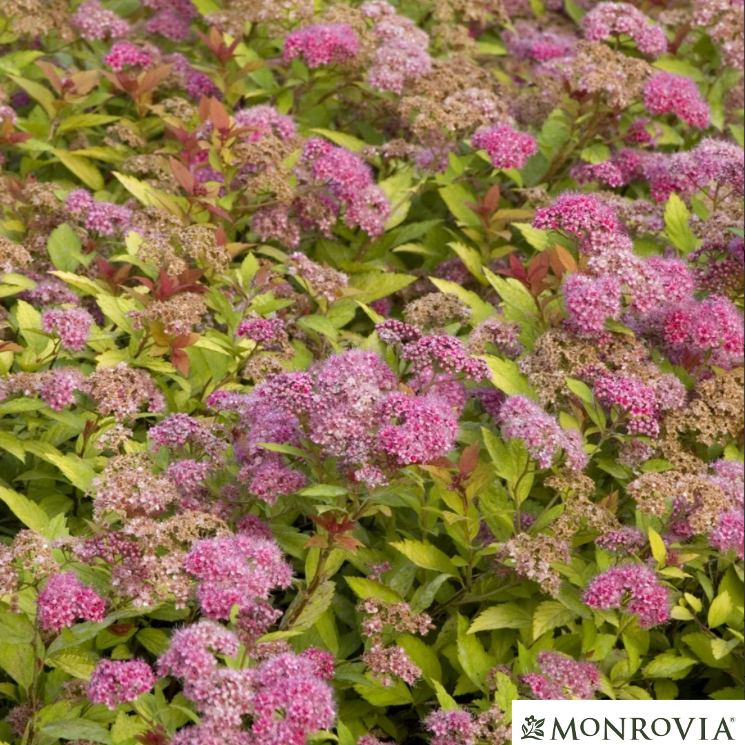 Magic Carpet Spirea | Spirea japonica