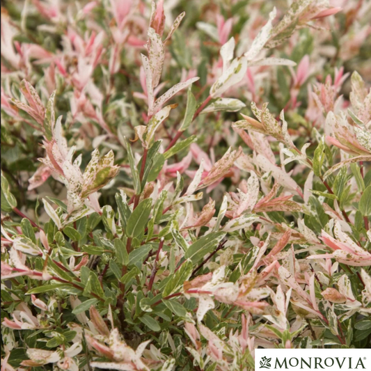 Hakuro Nishiki Willow Tree-Form | Salix integra 'Hakuro Nishiki'