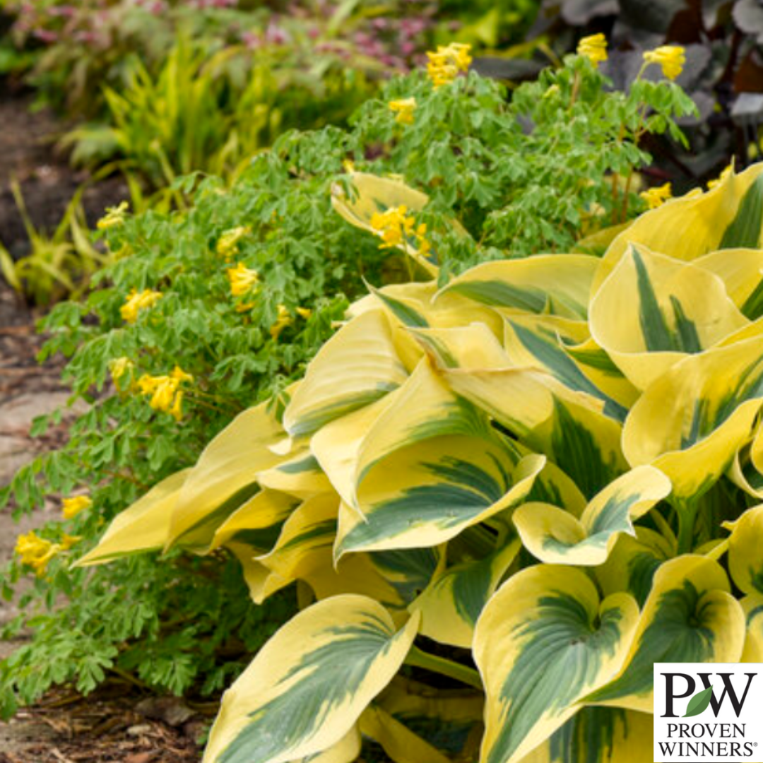 Shadowland® 'Autumn Frost' Hosta