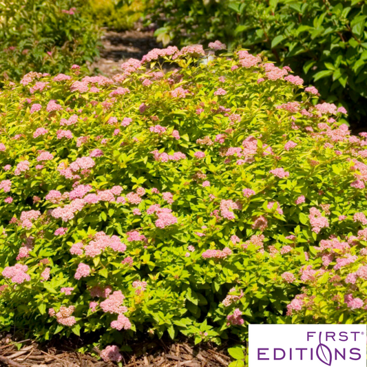 Sundrop™ Spirea | Spiraea 'Bailcarol'