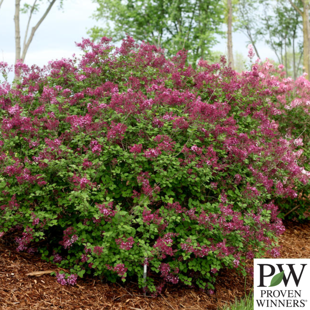 Bloomerang Dark Purple Reblooming Lilac | Syringa