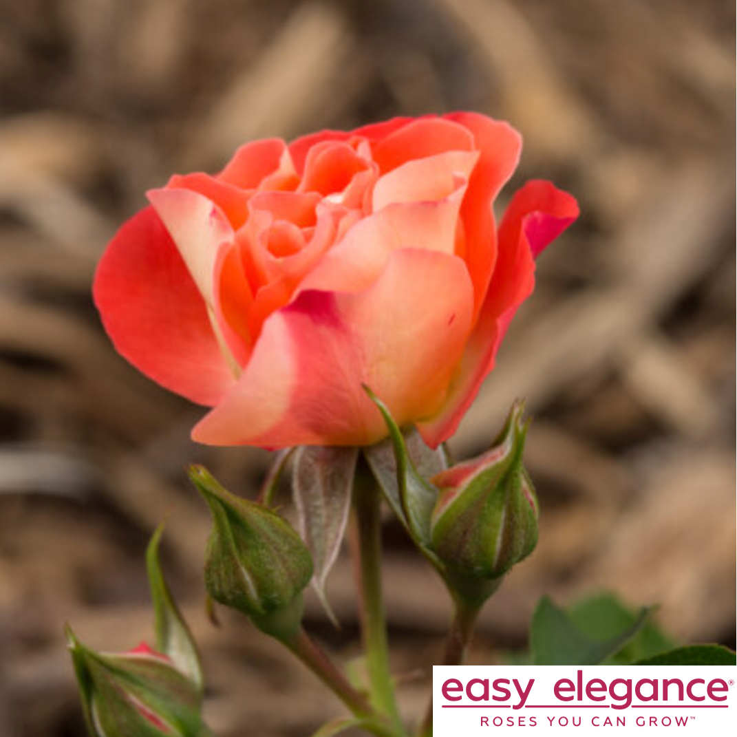 Coral Cove Easy Elegance Rose | Rosa