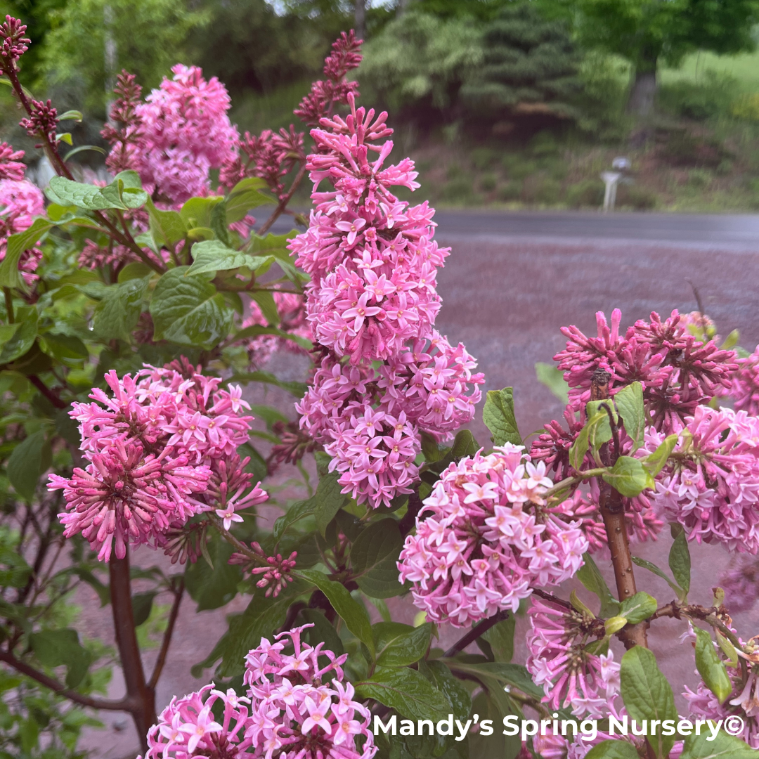 Miss Canada Lilac | Syringa