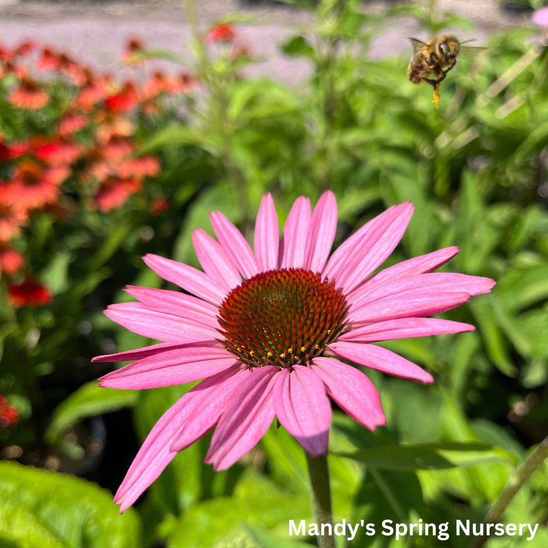 'Magnus' Coneflower | Echinacea purpurea 'Magnus'