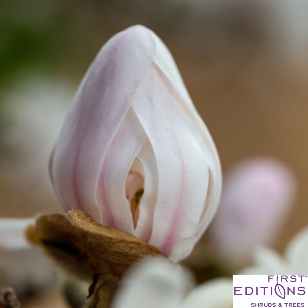 'Centennial Blush' Star Magnolia | Magnolia stellata
