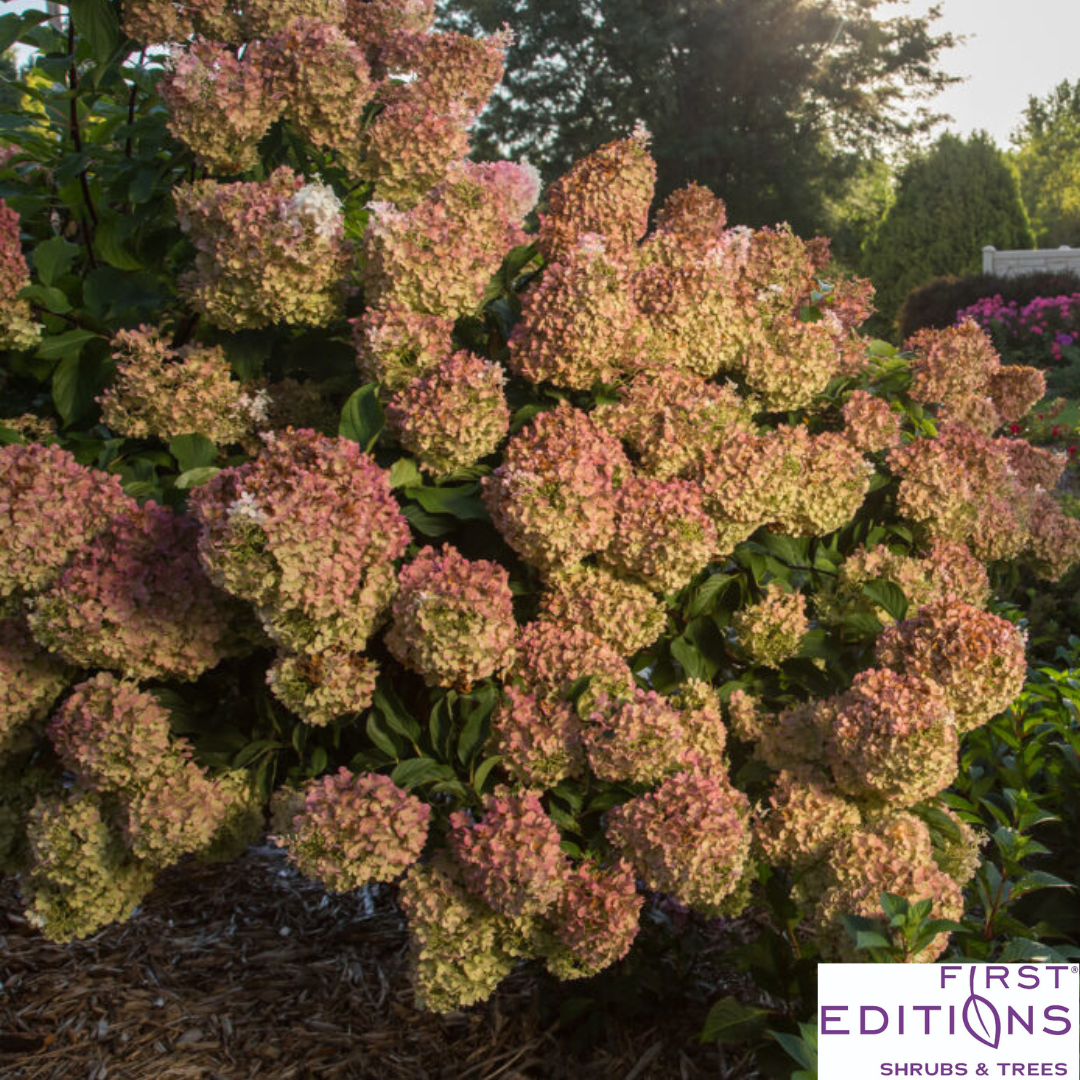 Vanilla Strawberry Hydrangea | Hydrangea paniculata