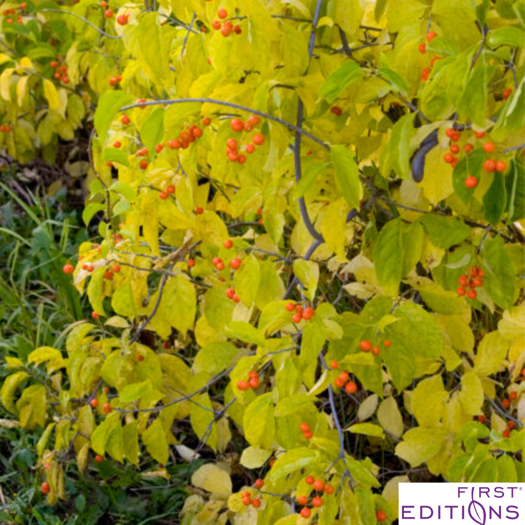 Autumn Revolution Bittersweet | Celastrus scandens 'Bailumn'