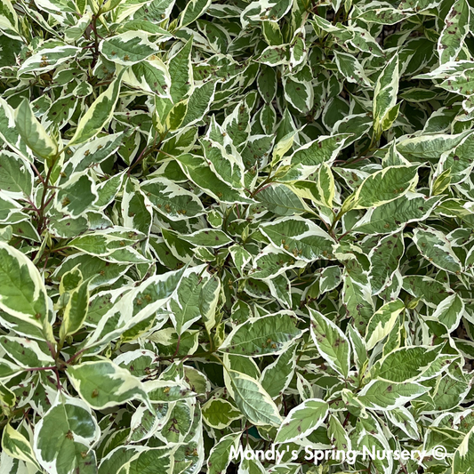 Ivory Halo Red twig Dogwood | Cornus alba
