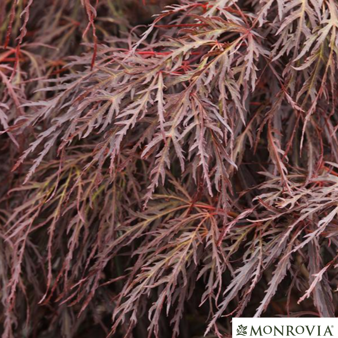 'Crimson Queen' Japanese Maple | Acer palmatum
