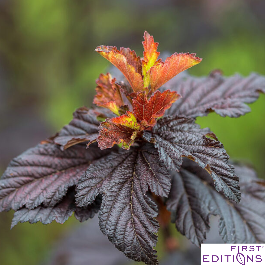 Fireside® Ninebark | Physocarpus opulifolius