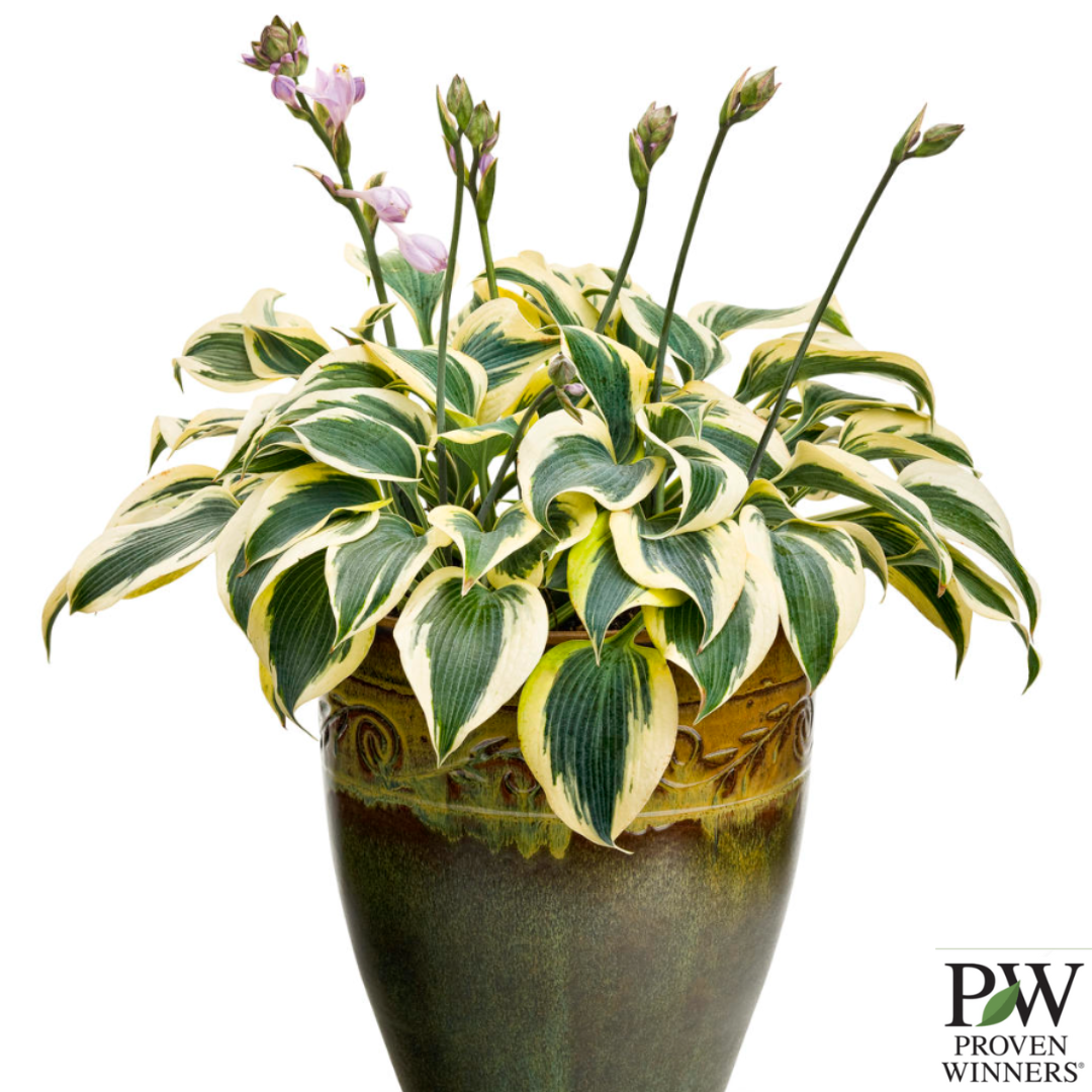 Shadowland® 'Autumn Frost' Hosta