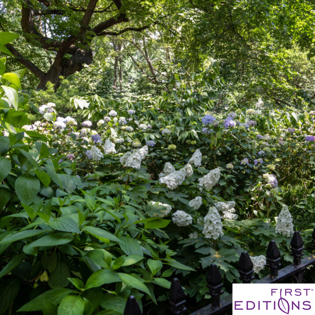 Jetstream Oakleaf Hydrangea | Hydrangea quercifolia