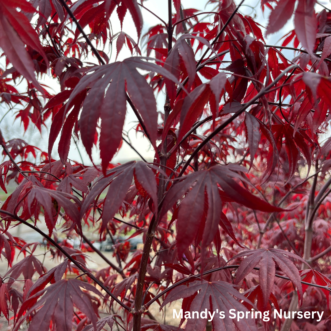 'Bloodgood' Japanese Maple | Acer Palmatum