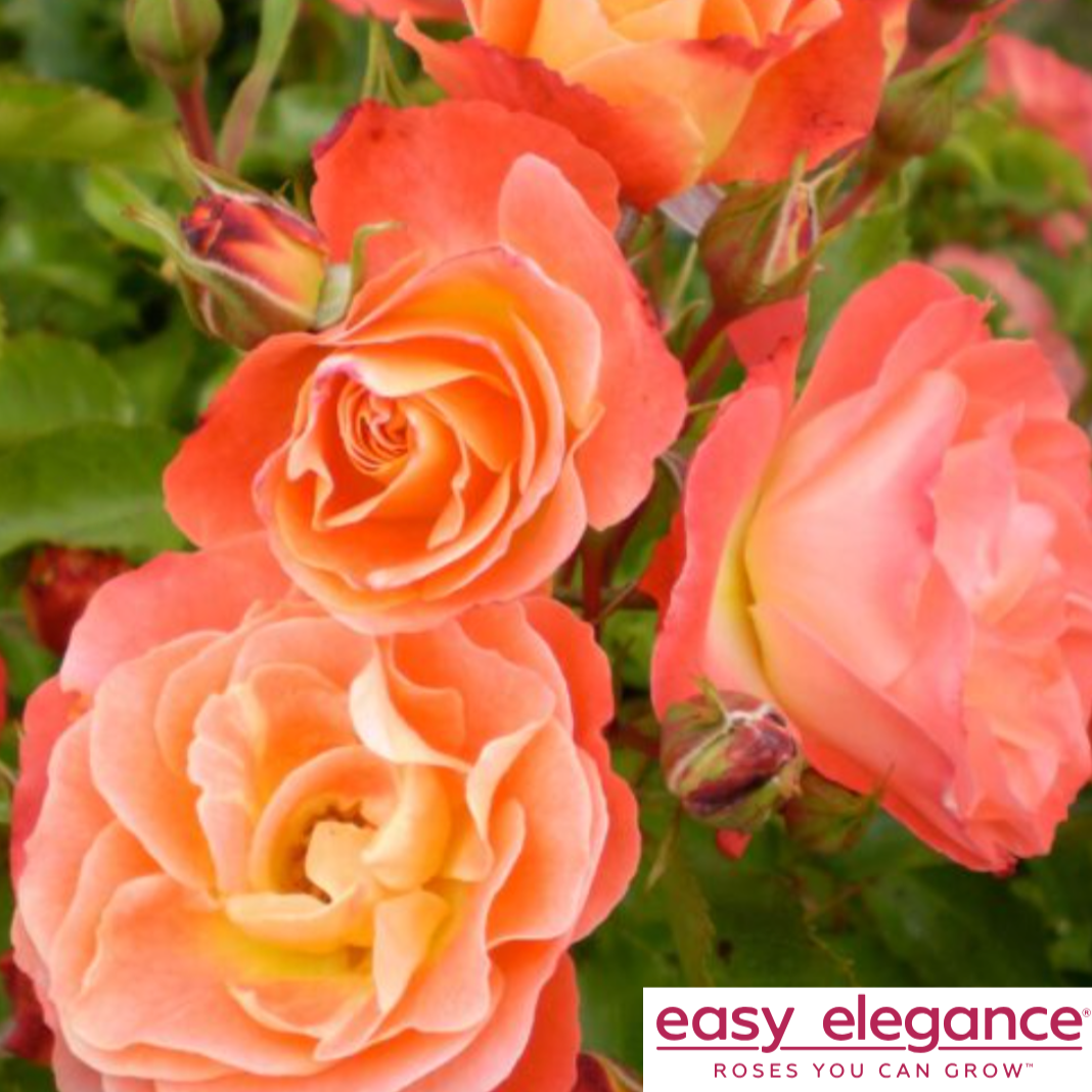 Coral Cove Easy Elegance Rose | Rosa