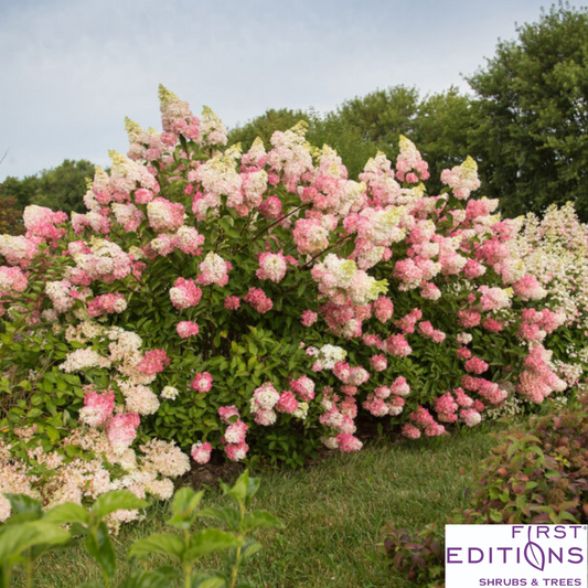 Berry White® Panicle Hydrangea | Hydrangea paniculata