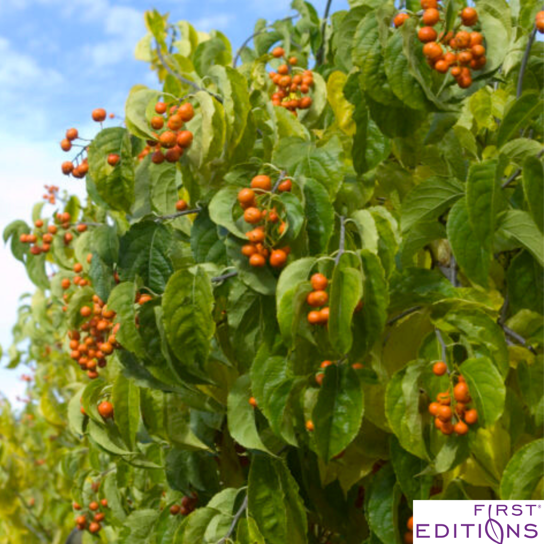 Autumn Revolution Bittersweet | Celastrus scandens 'Bailumn'