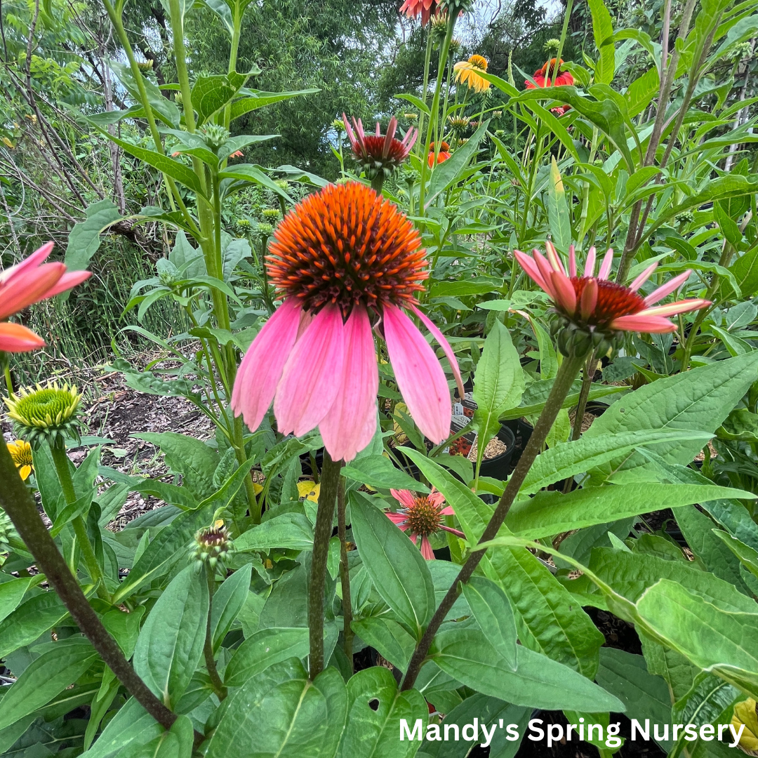 'Cheyenne Spirit' Coneflower | Echinacea