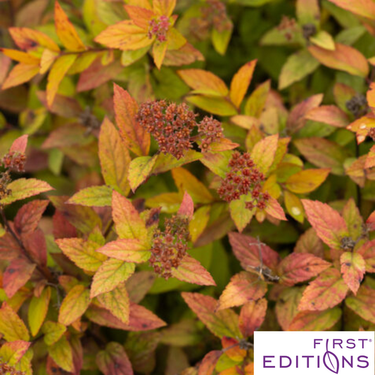 Little Spark Spirea | Spiraea japonica