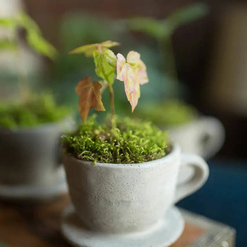 Concrete "Tea & Coffee" Cup Planter