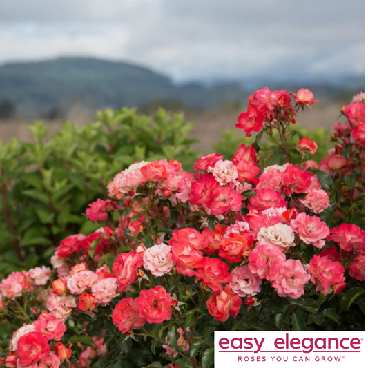 Coral Cove Easy Elegance Rose | Rosa