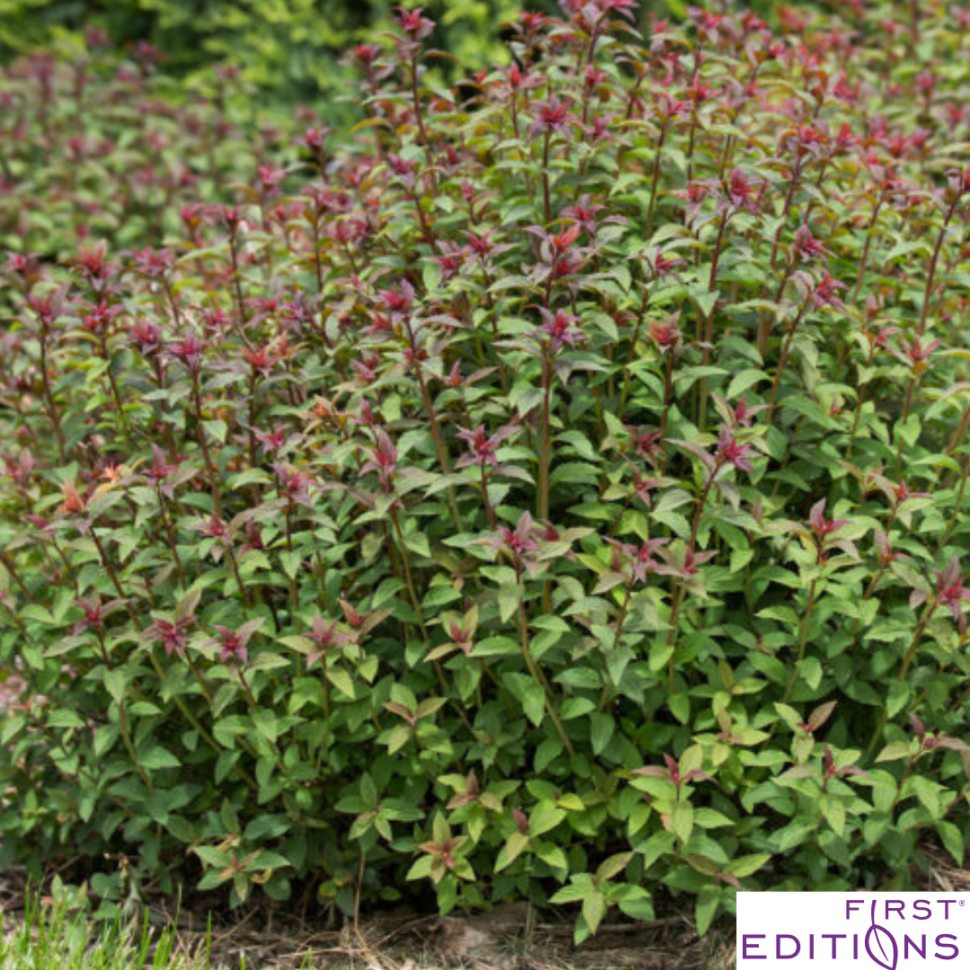 Superstar Spirea | Spiraea x bumalda