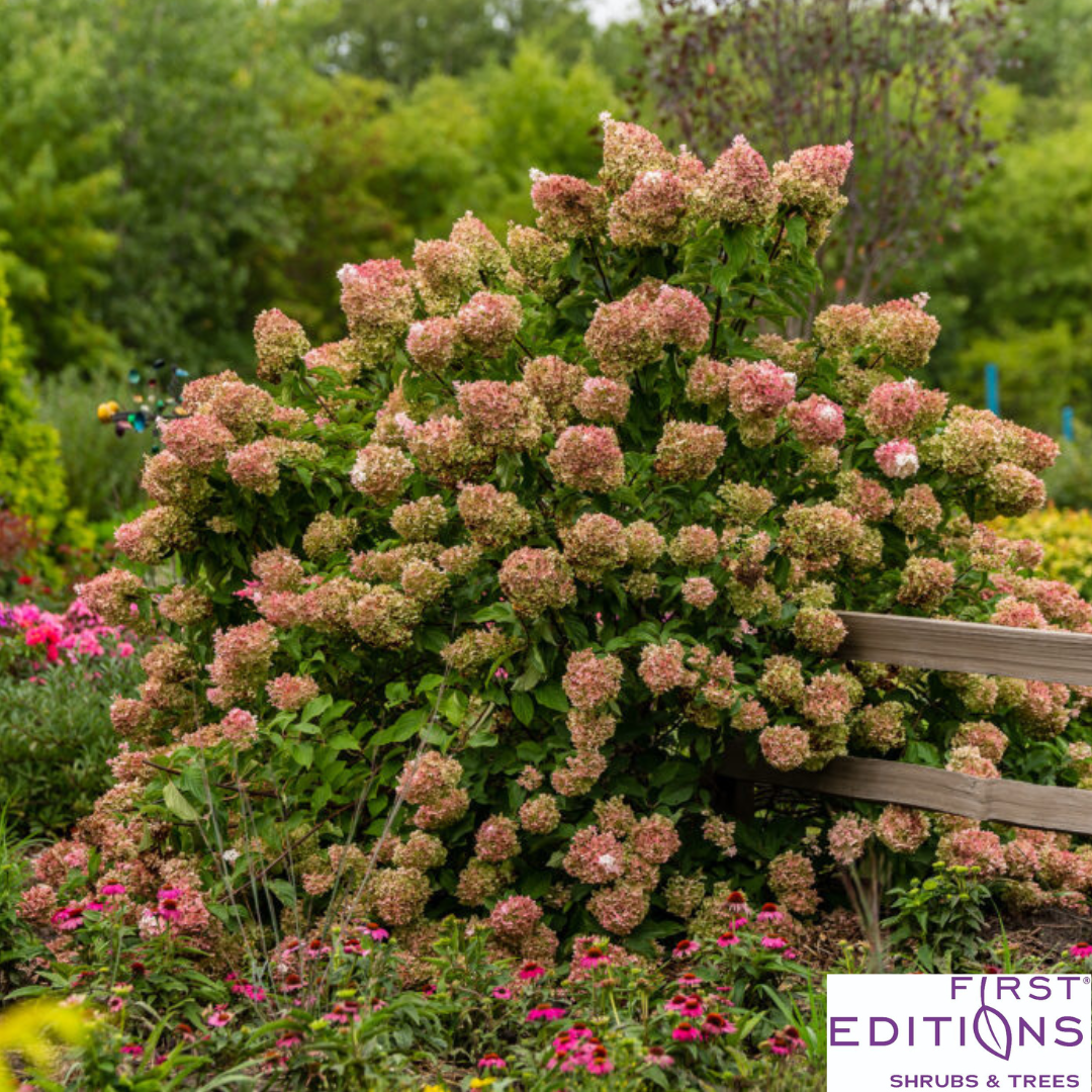 Vanilla Strawberry Hydrangea | Hydrangea paniculata
