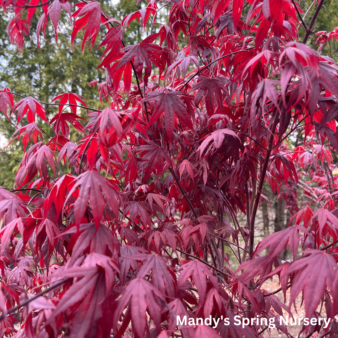 'Bloodgood' Japanese Maple | Acer Palmatum