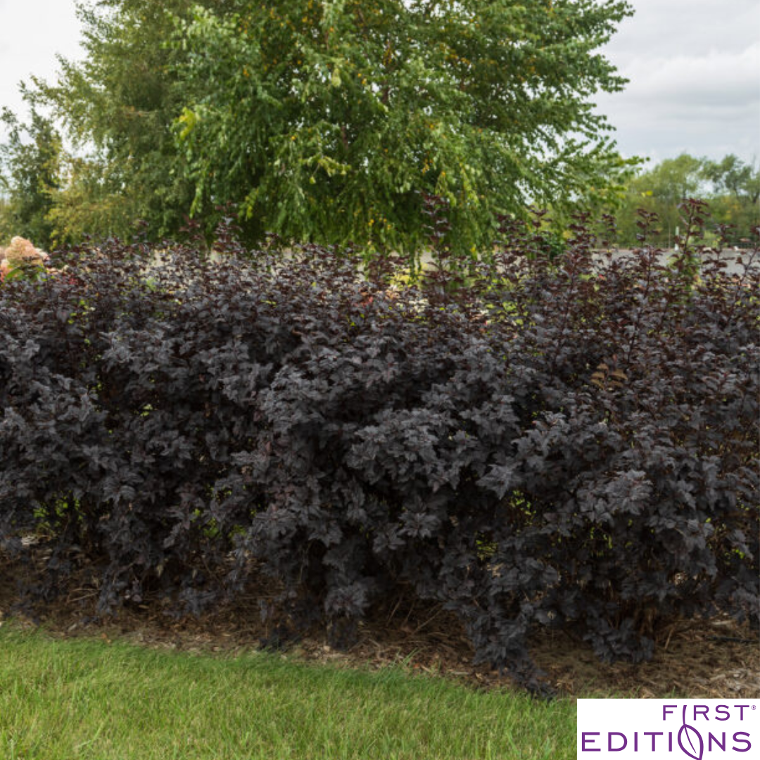 Fireside® Ninebark | Physocarpus opulifolius