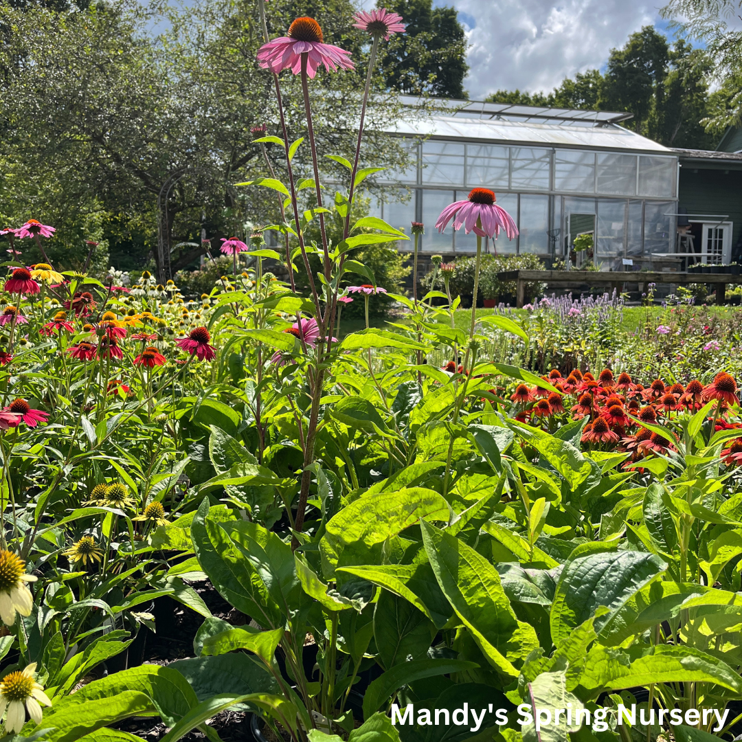 'Magnus' Coneflower | Echinacea purpurea 'Magnus'