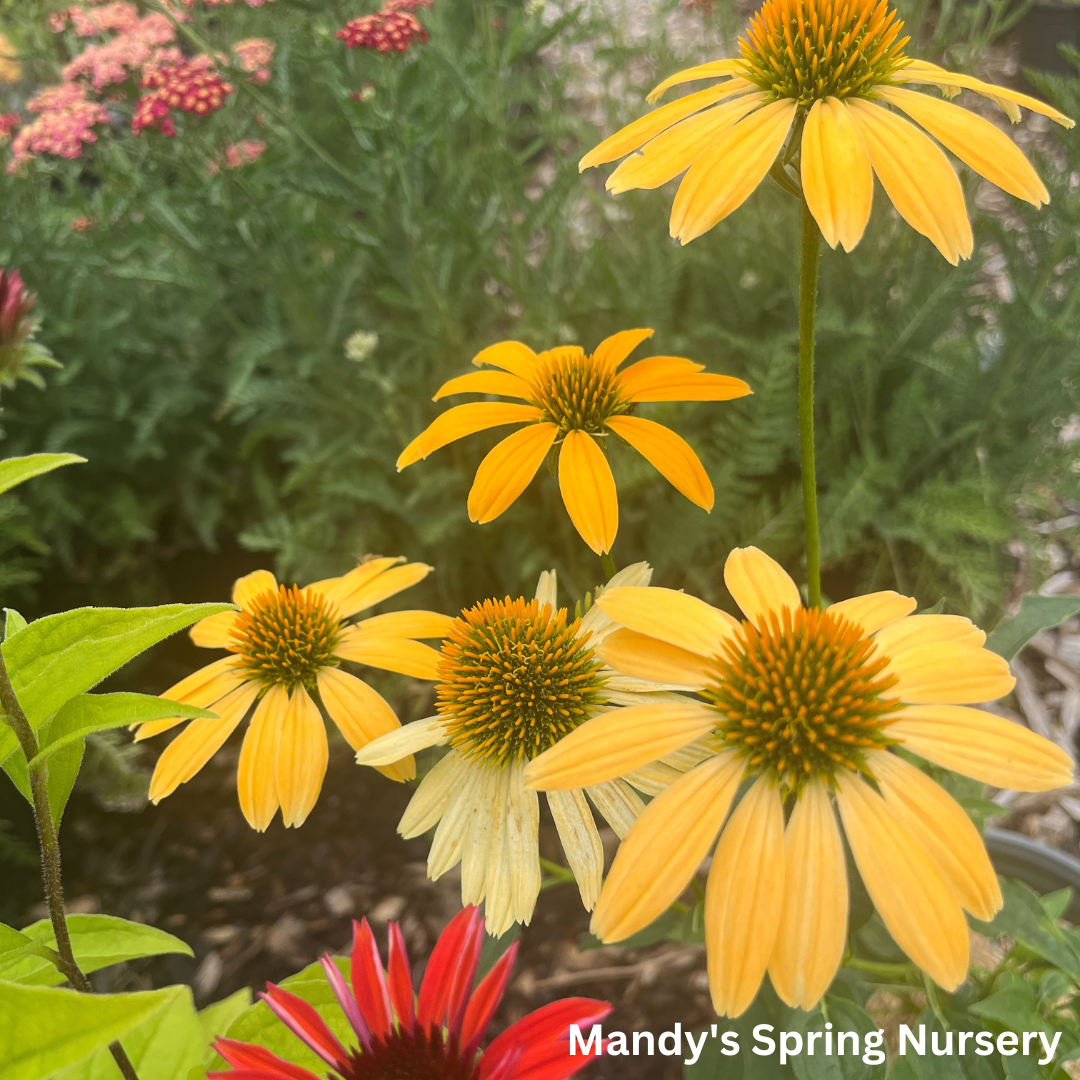 'Cheyenne Spirit' Coneflower | Echinacea