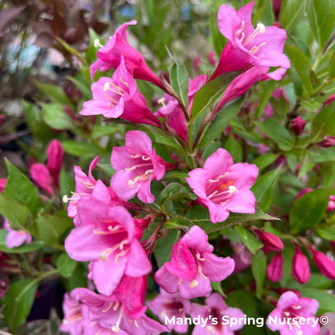 Minuet Weigela | Weigela florida