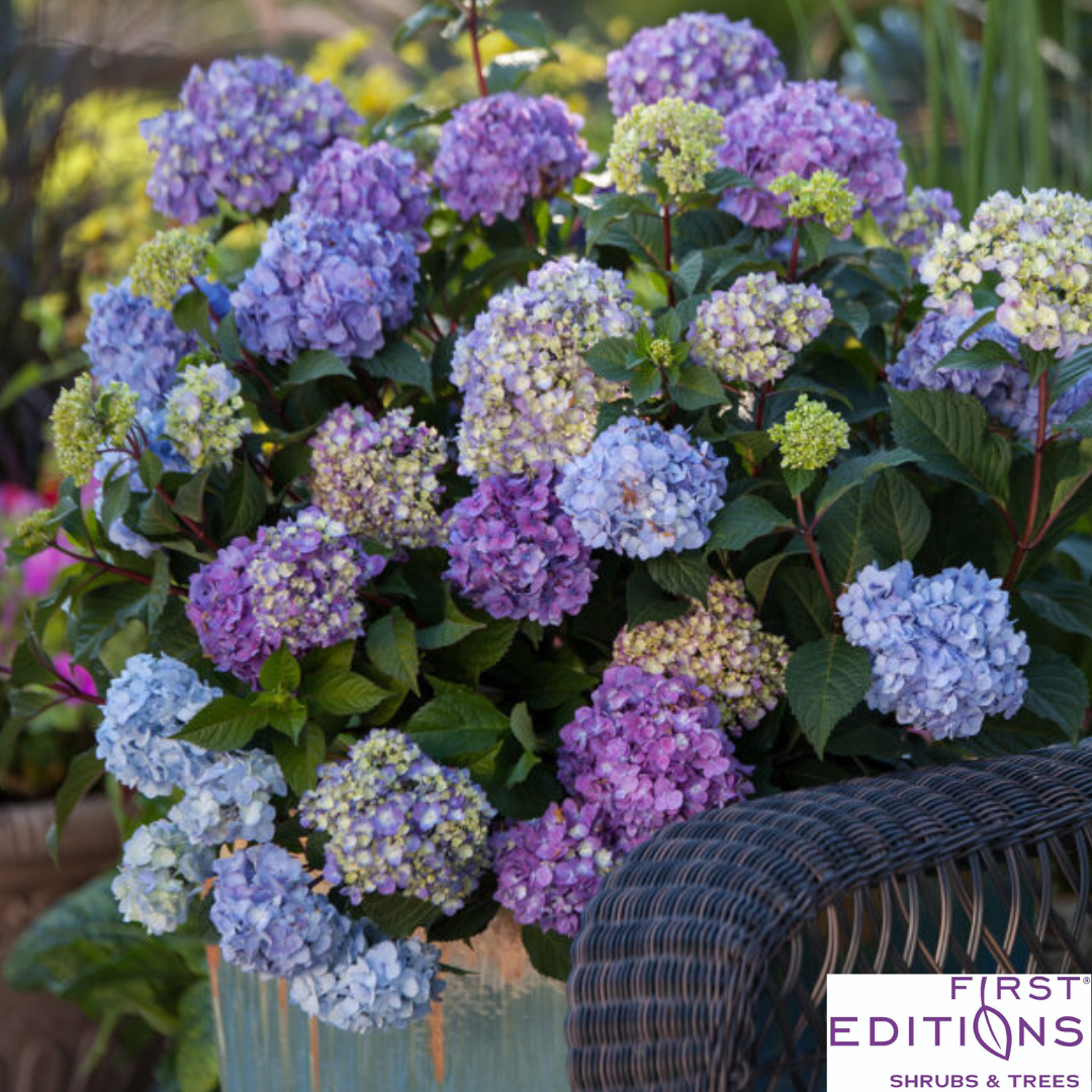 BloomStruck Reblooming Bigleaf Endless Summer® Hydrangea | Hydrangea macrophylla