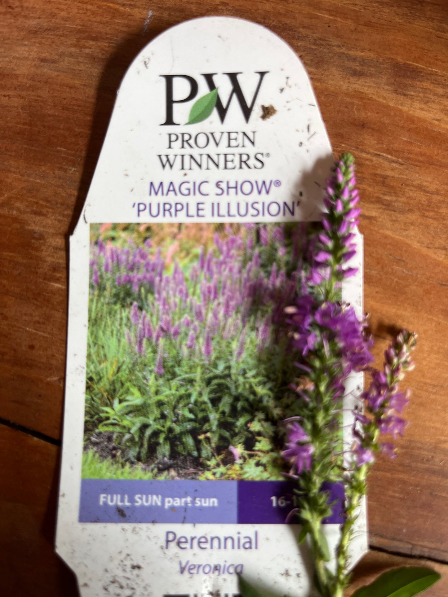 Magic Show Proven Winner Speedwell | Veronica