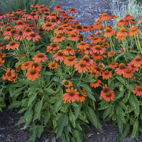 'Adobe Orange' Coneflower | Echinacea hybrid
