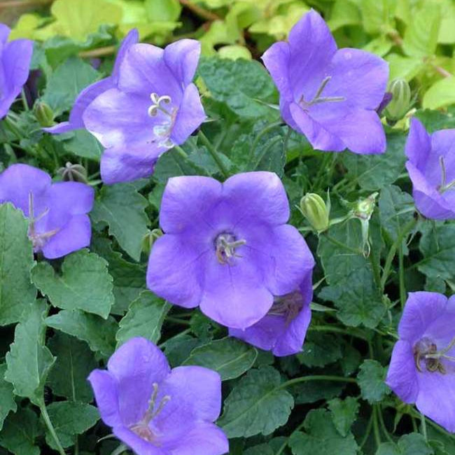 'Blue Clips' Bellflower | Campanula carpatica