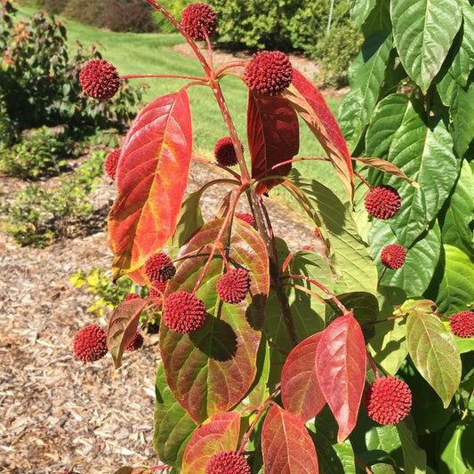 'Crimson Comet' Buttonbush | Cephalanthus occidentalis